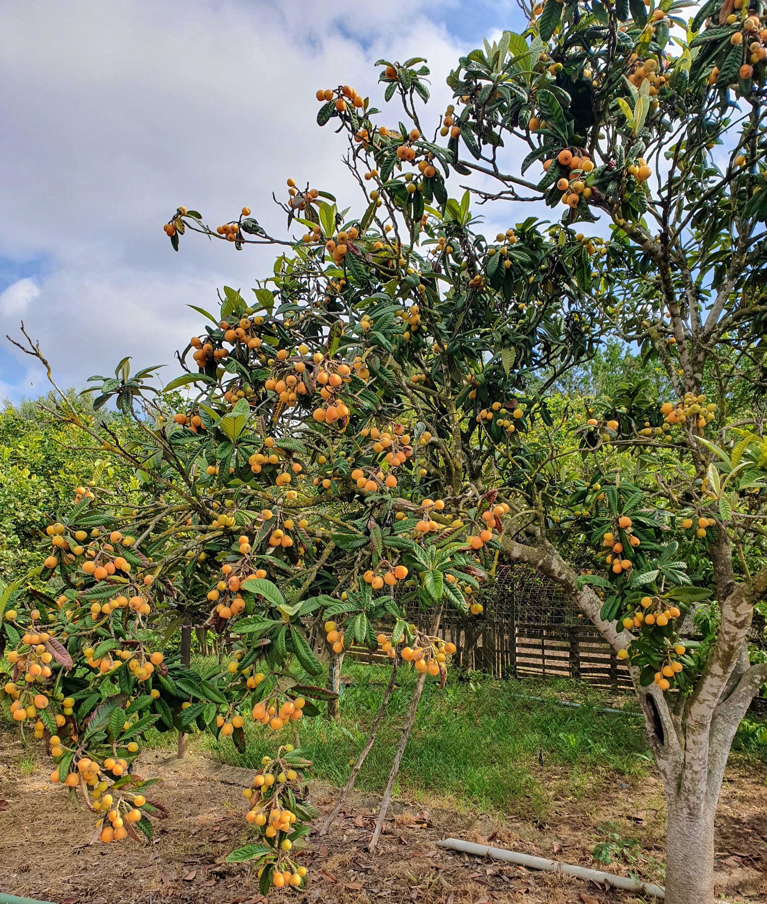 Farmland photo 2