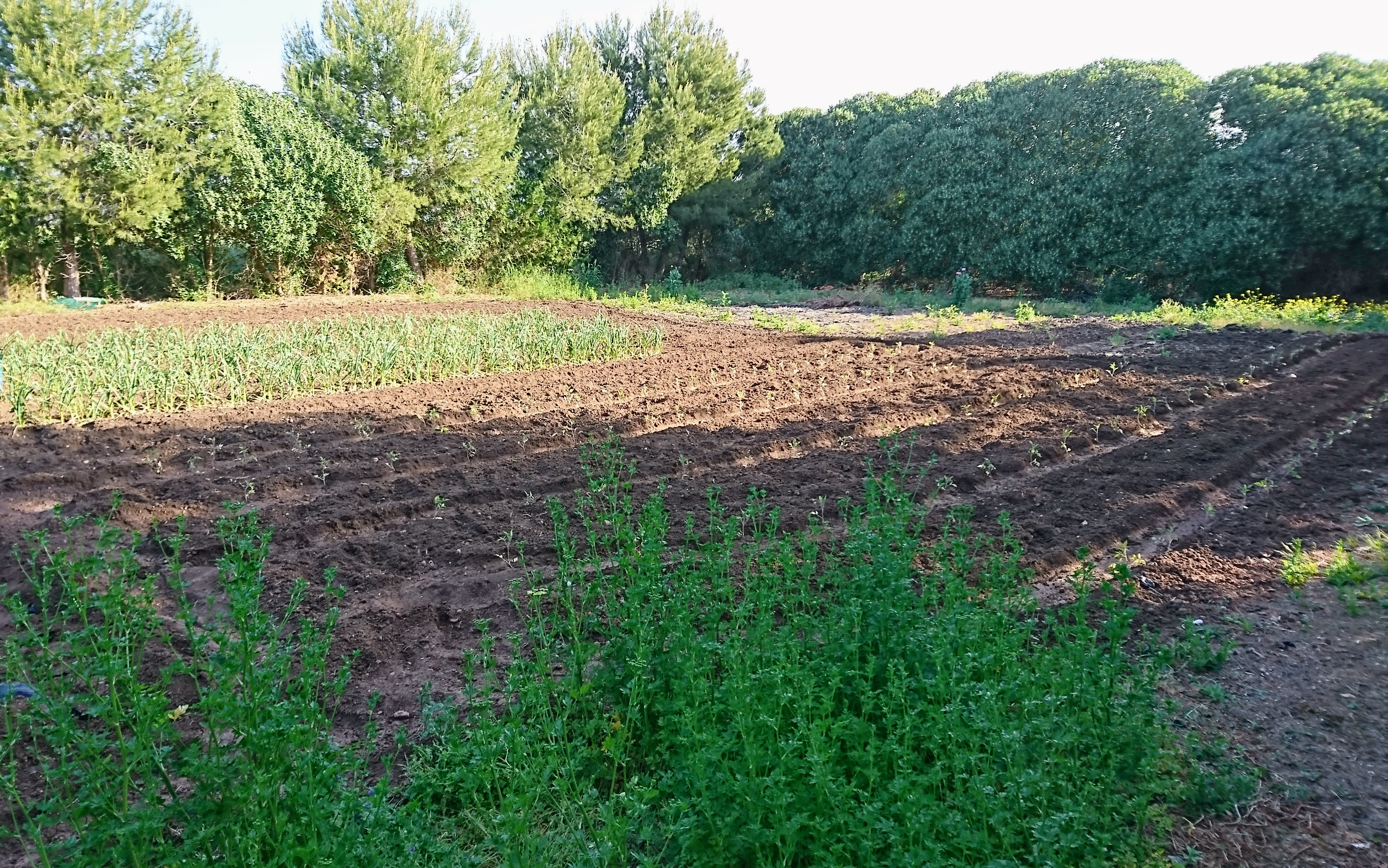 Farmland at Finca Eco Oasis Mallorca
