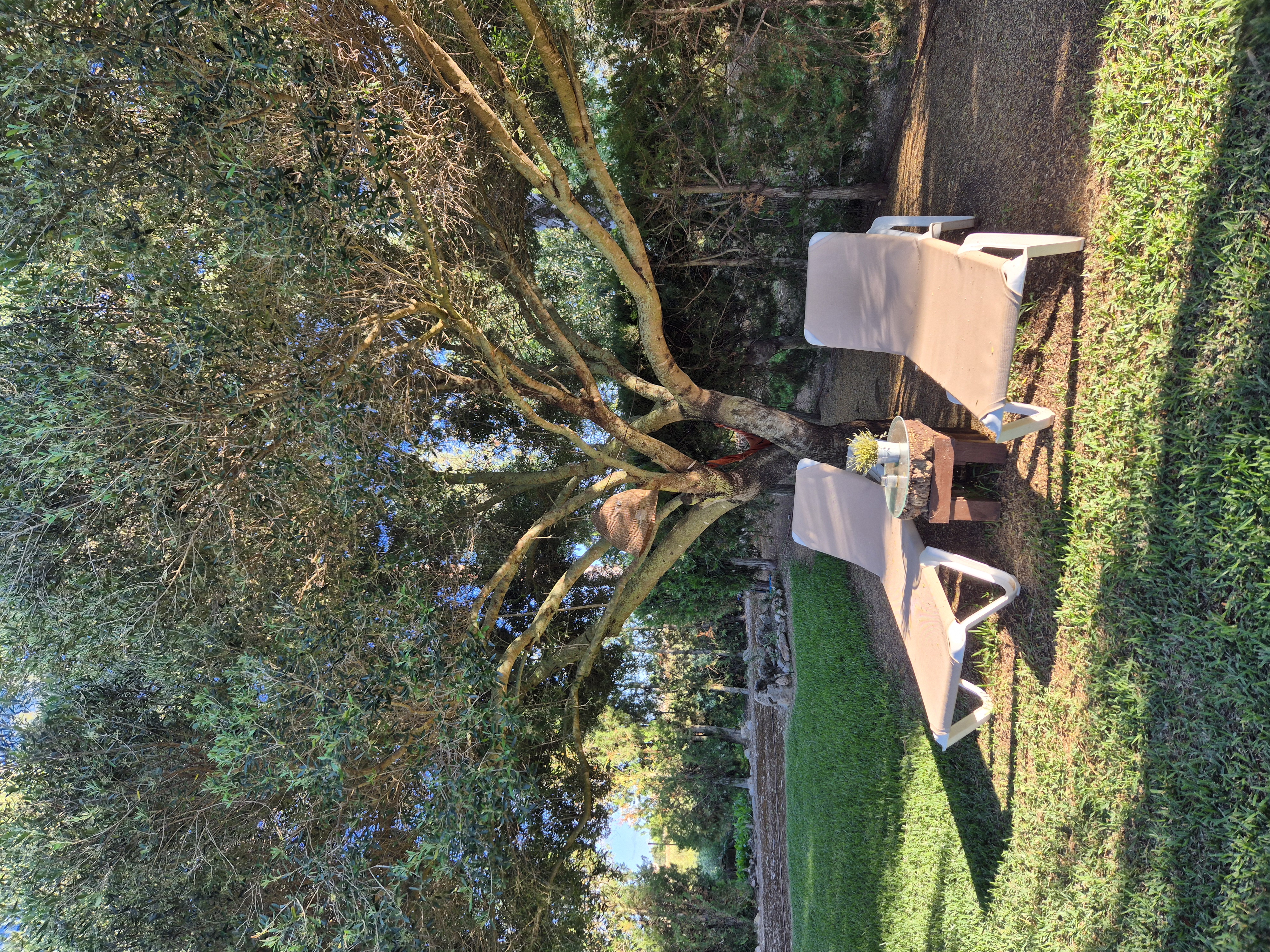 Lush Green Oasis Garden photo 3