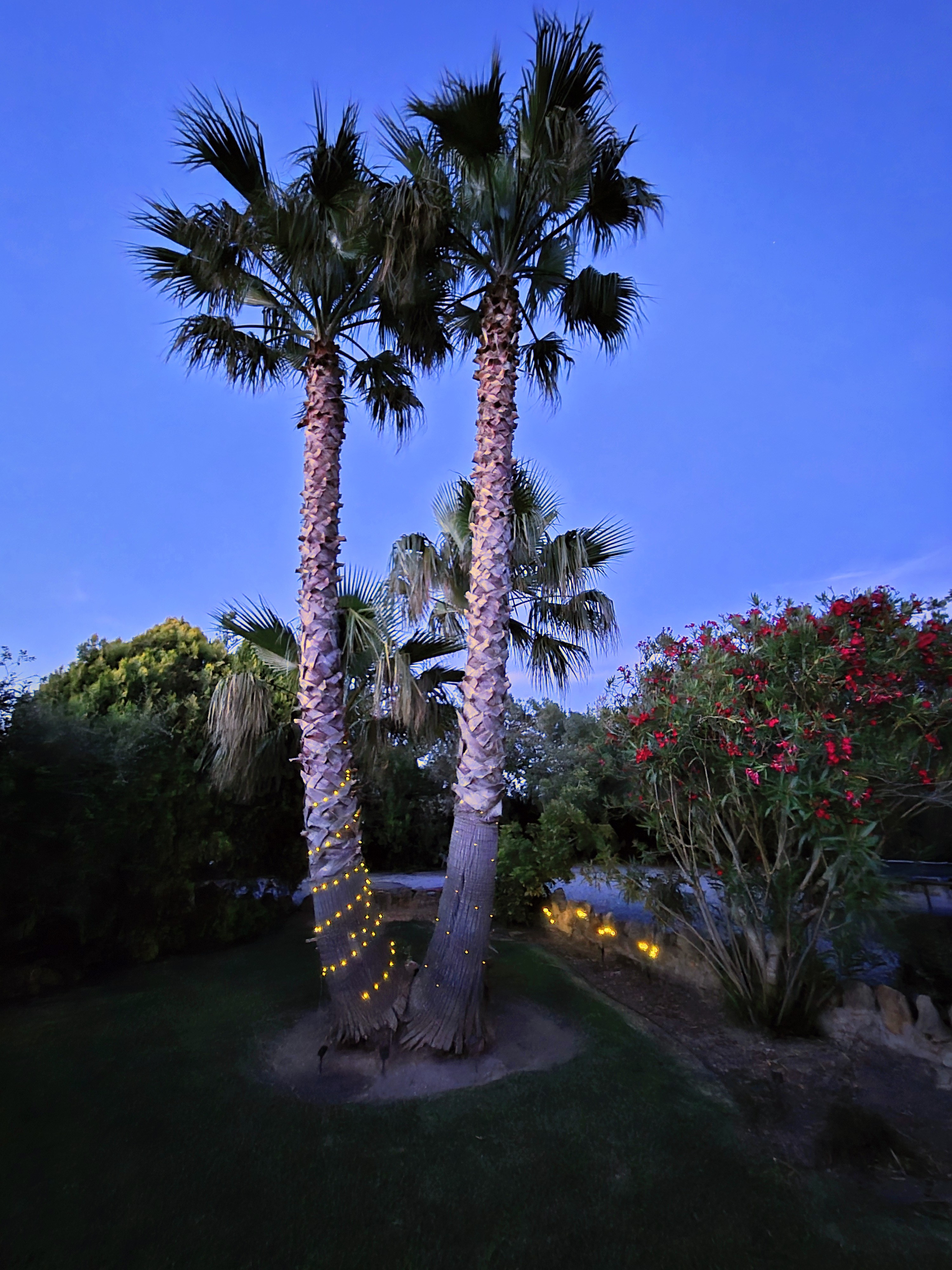 Lush Green Oasis Garden photo 5